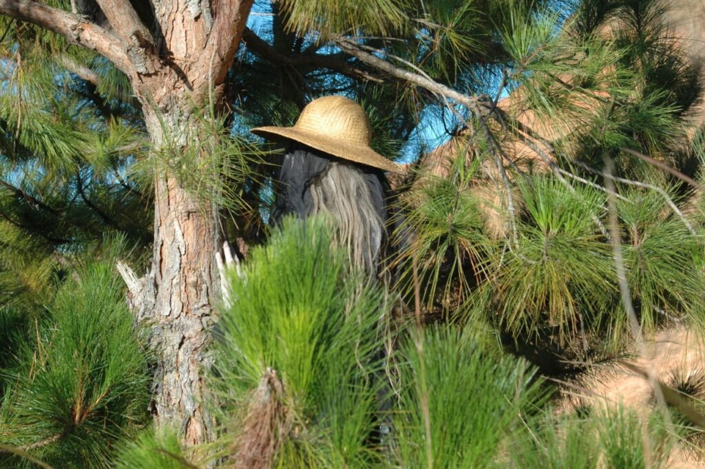 Regina in Natur Foto